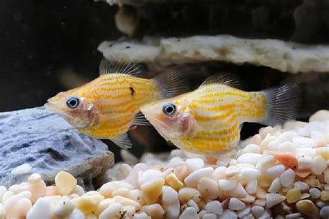 可以跟金魚混養的魚|【金魚可以跟什麼魚一起養】金魚混養大揭秘！你不可不知的金魚。